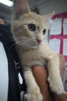 Ginger (Momma K3) -  Domestic Short Hair Cat for Adoption in Pahrump, Nevada - Ginger (Momma K3) | PetCurious