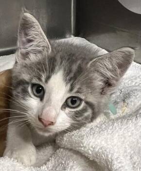 Yamslam -  Domestic Short Hair Cat for Adoption in Roseville, California - Yamslam | PetCurious