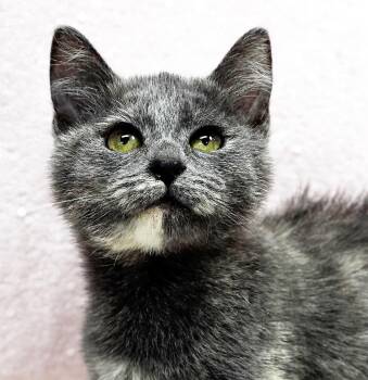 Aspen our FLOOFY love - Gentle baby - VIDEO -  Dilute Tortoiseshell and Ragdoll Cat for Adoption in Bedford Hills, New York - Aspen Our FLOOFY Love - Gentle Baby - VIDEO | PetCurious