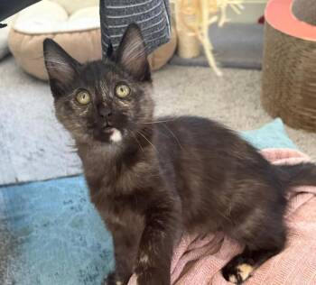 Domestic Short Hair Cats Available for Adoption in Oceanside, California - Minka | PetCurious