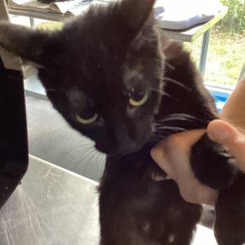 Billie Jean -  Domestic Short Hair Cat for Adoption in Montgomery, Alabama - Billie Jean | PetCurious