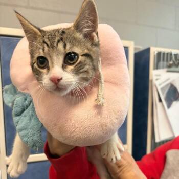 Wormtail -  Domestic Short Hair Cat for Adoption in Dearborn, Michigan - Wormtail | PetCurious