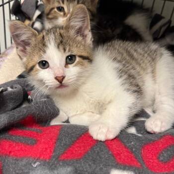 April -  Domestic Short Hair Cat for Adoption in Saginaw, Michigan - April | PetCurious