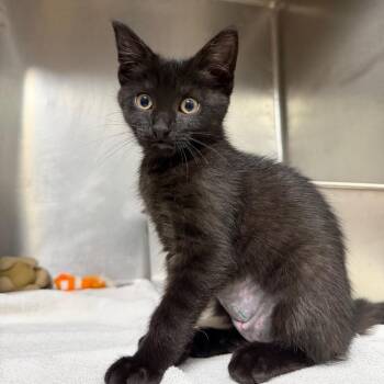 Belly -  Domestic Short Hair Cat for Adoption in West Olive, Michigan - Belly | PetCurious