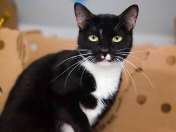 Domestic Short Hair Cats Available for Adoption - Kuti | PetCurious