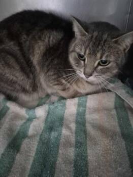 Domestic Short Hair Cats Available for Adoption - Icicle | PetCurious