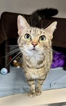 Domestic Short Hair Cats Available for Adoption in Kalamazoo, Michigan - ALICE | PetCurious