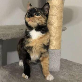 Domestic Short Hair Cats Available for Adoption - June Bug | PetCurious