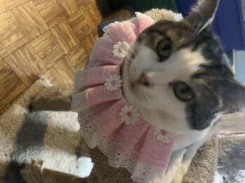 Rescue Domestic Short Hair Cats for Adoption in Springdale, Pennsylvania - Candy | PetCurious