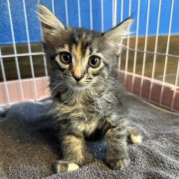 American Shorthair Cats Available for Adoption in Yucaipa, California - Cherry | PetCurious