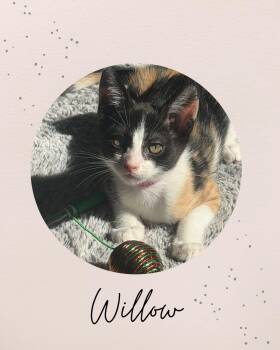 WILLOW -  Domestic Short Hair Cat for Adoption in Coquitlam, British Columbia - WILLOW | PetCurious