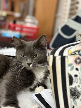 Domestic Long Hair Cats Available for Adoption in Camden, South Carolina - Kate Spayed | PetCurious