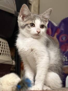 Ophelia -  Domestic Short Hair Cat for Adoption in Wheaton, Illinois - Ophelia | PetCurious