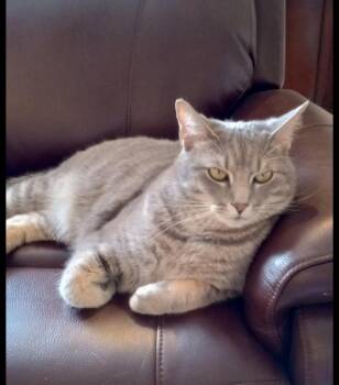 Tabby Cats Available for Adoption - Jerry | PetCurious