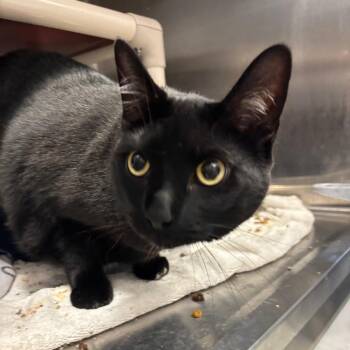 Barbara Ann -  Domestic Short Hair and Mixed Breed Cat for Adoption in Fort Wayne, Indiana - Barbara Ann | PetCurious