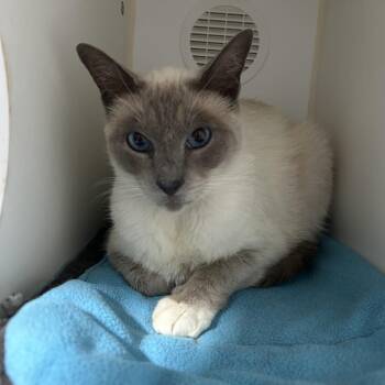 Sammy -  Siamese Cat for Adoption in Oyster Bay, New York - Sammy | PetCurious