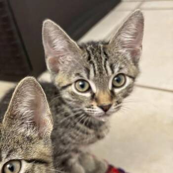 Rajah -  Domestic Short Hair Cat for Adoption in Williston, Florida - Rajah | PetCurious