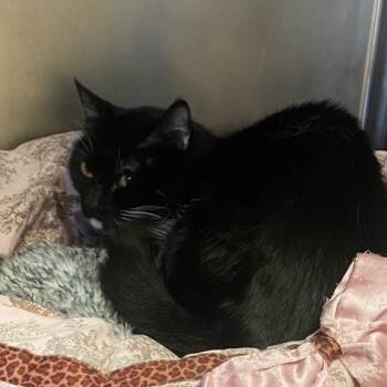 Frodo -  Domestic Short Hair Cat for Adoption in Chehalis, Washington - Frodo | PetCurious