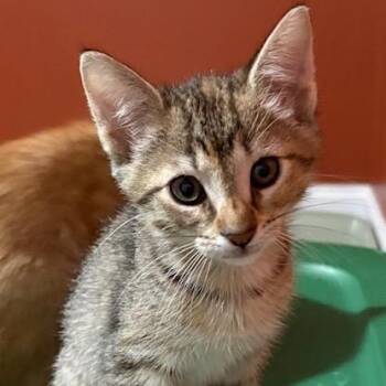 Domestic Short Hair Cats Available for Adoption in Folsom, Louisiana - Annabelle | PetCurious