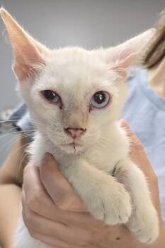 Gunner -  Domestic Short Hair Cat for Adoption in Dyersburg, Tennessee - Gunner | PetCurious