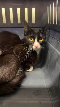 Basement -  Domestic Short Hair Cat for Adoption in Fruit Heights, Utah - Basement | PetCurious