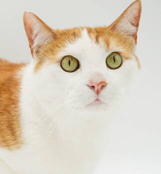 Sweet Pea will quickly steal your heart with his sweetness - VID -  Turkish Van and Tabby Cat for Adoption in Bedford Hills, New York - Sweet Pea Will Quickly Steal Your Heart With His Sweetness - VID | PetCurious