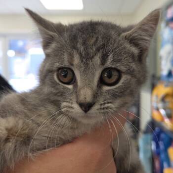 Rescue Domestic Short Hair Cats for Adoption in Galax, Virginia - Daisy | PetCurious