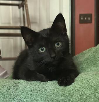 Satchmo -  Domestic Short Hair Cat for Adoption in Victor, New York - Satchmo | PetCurious
