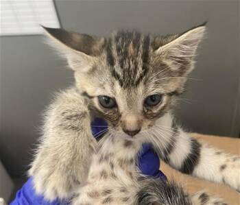 Domestic Short Hair Cats Available for Adoption in Dallas, Texas - CLARABELLE | PetCurious