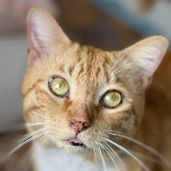 Oliver -  Domestic Short Hair Cat for Adoption in Sarasota, Florida - Oliver | PetCurious