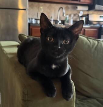 Domestic Short Hair Cats Available for Adoption - Peppercorn | PetCurious