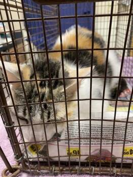 Domestic Short Hair Cats Available for Adoption in Modesto, California - A609508 | PetCurious