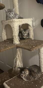 Domestic Short Hair and Tortoiseshell Cats Available for Adoption - Mocha Valentine | PetCurious