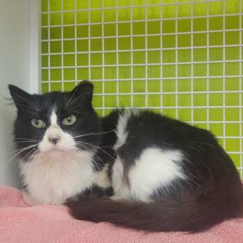 Rescue Domestic Short Hair Cats for Adoption in Rochester, Minnesota - Robertess | PetCurious