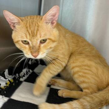 Morris -  Domestic Short Hair Cat Available for Adoption in Englewood, Florida - Morris | PetCurious