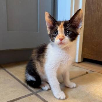 Honey Smacks -  Domestic Short Hair Cat for Adoption in Boerne, Texas - Honey Smacks | PetCurious