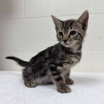 Gobstopper -  Domestic Short Hair Cat for Adoption in Lyndhurst, Virginia - Gobstopper | PetCurious