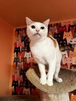 Rescue American Shorthair Cats for Adoption in Atglen, Pennsylvania - Lynn | PetCurious