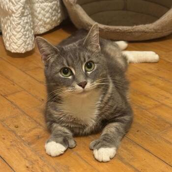 Domestic Short Hair Cats Available for Adoption in Glenfield, New York - Harper (Bigfoot) | PetCurious