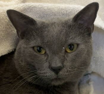 Rescue Domestic Short Hair Cats for Adoption in Burlingame, California - Kiko | PetCurious