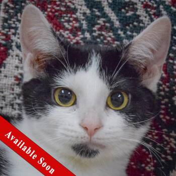 Tuxedo and Domestic Short Hair Cats Available for Adoption - Yoplait | PetCurious