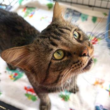 Xeno -  Domestic Medium Hair Cat for Adoption in Riverwoods, Illinois - Xeno | PetCurious