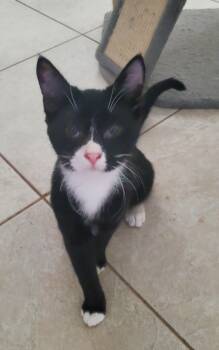 Rescue Tuxedo and Domestic Short Hair Cats for Adoption in Port Orange, Florida - Tex | PetCurious