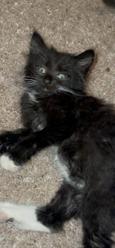 Rescue Domestic Long Hair and American Bobtail Cats for Adoption in West Palm Beach, Florida - Stormy | PetCurious