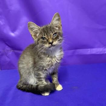 Hawkeye -  Domestic Medium Hair Cat for Adoption in North Myrtle Beach, South Carolina - Hawkeye | PetCurious