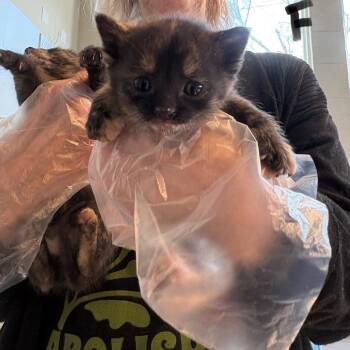 Domestic Short Hair Cats Available for Adoption - Jolene | PetCurious