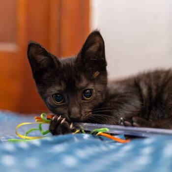 Rescue Domestic Short Hair Cats for Adoption in Shorewood, Illinois - Wakko | PetCurious