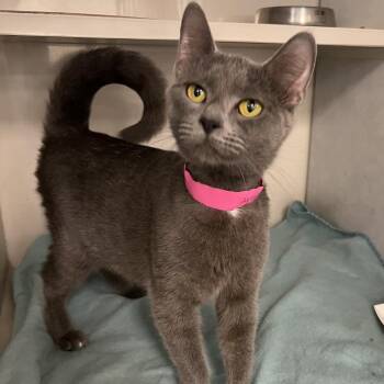 Dion -  Domestic Short Hair Cat for Adoption in Fairport, New York - Dion | PetCurious