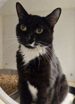 Domestic Short Hair Cats Available for Adoption in Bellingham, Washington - Submarine | PetCurious