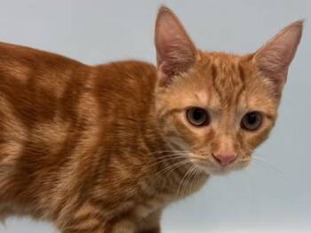 Rumi -  Domestic Medium Hair and Domestic Short Hair Cat for Adoption in Golden Valley, Minnesota - Rumi | PetCurious